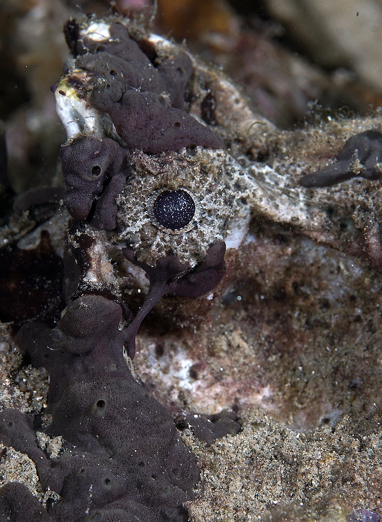 Banda Sea 2018 - DSC05640_rc  - Estuarine stonefish - Poisson Pierre - Synanceia Horrida.jpg